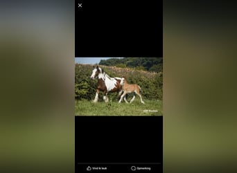 Cob Irlandese / Tinker / Gypsy Vanner, Stallone, 2 Anni, 155 cm, Baio