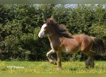 Cob Irlandese / Tinker / Gypsy Vanner, Stallone, 2 Anni, 155 cm, Baio