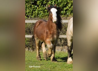 Cob Irlandese / Tinker / Gypsy Vanner, Stallone, 2 Anni, 155 cm, Baio