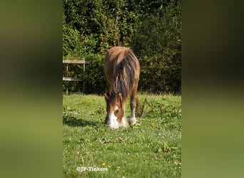 Cob Irlandese / Tinker / Gypsy Vanner, Stallone, 2 Anni, 155 cm, Baio