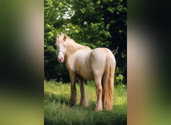 Cob Irlandese / Tinker / Gypsy Vanner, Stallone, 2 Anni, Cremello