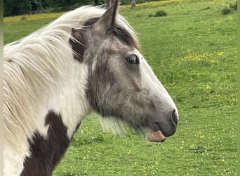 Cob Irlandese / Tinker / Gypsy Vanner, Stallone, 2 Anni, Pelle di daino