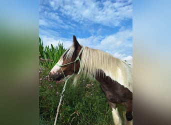 Cob Irlandese / Tinker / Gypsy Vanner, Stallone, 2 Anni, Pezzato