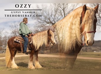 Cob Irlandese / Tinker / Gypsy Vanner, Stallone, 3 Anni, 140 cm, Sauro ciliegia
