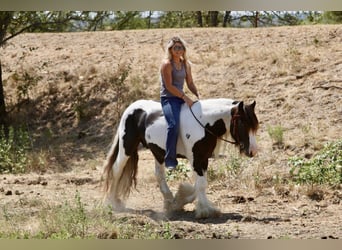 Cob Irlandese / Tinker / Gypsy Vanner, Stallone, 4 Anni, Pezzato