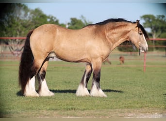 Cob Irlandese / Tinker / Gypsy Vanner, Stallone, 5 Anni, 140 cm, Pelle di daino
