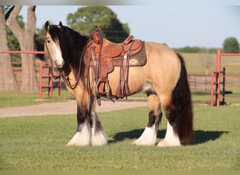 Cob Irlandese / Tinker / Gypsy Vanner, Stallone, 5 Anni, 140 cm, Pelle di daino