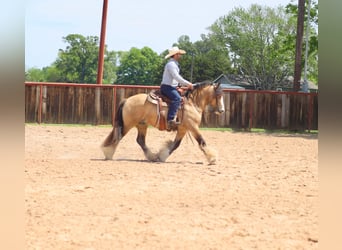 Cob Irlandese / Tinker / Gypsy Vanner, Stallone, 5 Anni, 140 cm, Pelle di daino