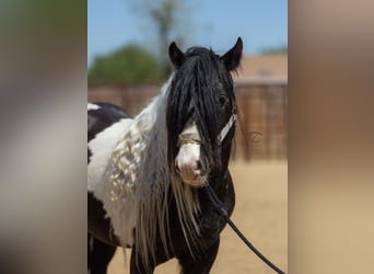 Cob Irlandese / Tinker / Gypsy Vanner, Stallone, 5 Anni, Leopard