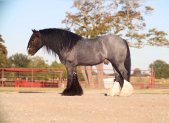 Cob Irlandese / Tinker / Gypsy Vanner, Stallone, 6 Anni, 150 cm, Roano blu