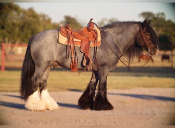 Cob Irlandese / Tinker / Gypsy Vanner, Stallone, 6 Anni, 150 cm, Roano blu