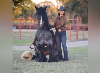 Cob Irlandese / Tinker / Gypsy Vanner, Stallone, 6 Anni, 150 cm, Roano blu