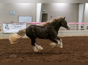 Cob Irlandese / Tinker / Gypsy Vanner, Stallone, 6 Anni, Baio