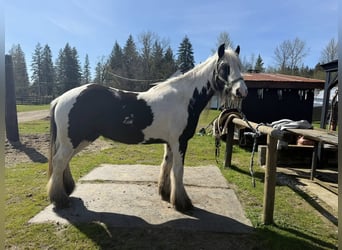Cob Irlandese / Tinker / Gypsy Vanner, Stallone, 6 Anni, Bianco