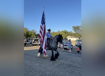 Cob Irlandese / Tinker / Gypsy Vanner, Stallone, 7 Anni, 150 cm, Roano blu