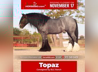 Cob Irlandese / Tinker / Gypsy Vanner, Stallone, 7 Anni, 150 cm, Roano blu