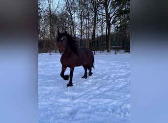 Cob Irlandese / Tinker / Gypsy Vanner Mix, Stallone, 4 Anni, 157 cm, Baio