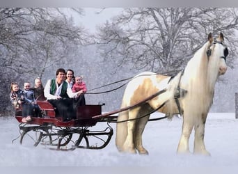 Cob Irlandese / Tinker / Gypsy Vanner, Stallone, 14 Anni, 158 cm, Falbo