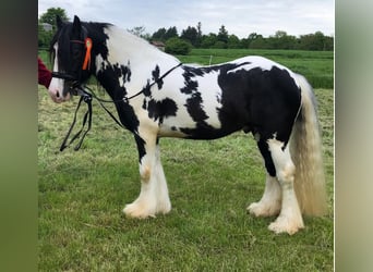 Cob Irlandese / Tinker / Gypsy Vanner, Stallone, 7 Anni, 145 cm, Pezzato