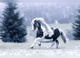 Cob Irlandese / Tinker / Gypsy Vanner, Stallone, 10 Anni, 147 cm, Pezzato