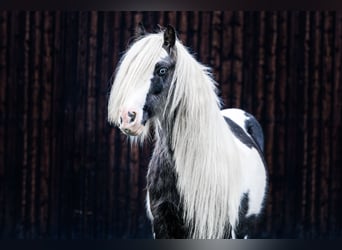 Cob Irlandese / Tinker / Gypsy Vanner, Stallone, 10 Anni, 147 cm, Pezzato