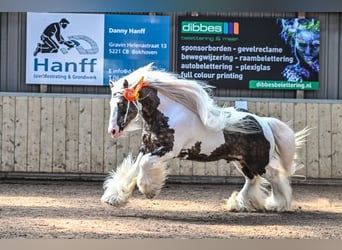 Cob Irlandese / Tinker / Gypsy Vanner, Stallone, 10 Anni, 147 cm, Pezzato