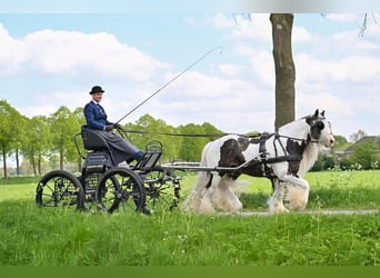 Cob Irlandese / Tinker / Gypsy Vanner, Stallone, 10 Anni, 147 cm, Pezzato