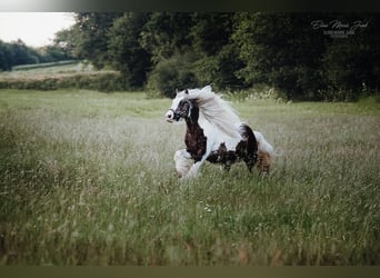 Cob Irlandese / Tinker / Gypsy Vanner, Stallone, 10 Anni, 147 cm, Pezzato