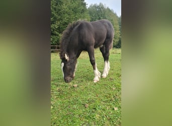 Cob Irlandese / Tinker / Gypsy Vanner, Stallone, Puledri (08/2025), 125 cm