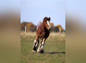 Cob Irlandese / Tinker / Gypsy Vanner, Stallone, Puledri (06/2026), 135 cm, Baio