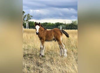 Cob Irlandese / Tinker / Gypsy Vanner, Stallone, Puledri (06/2026), 135 cm, Baio