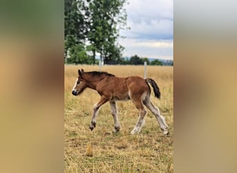 Cob Irlandese / Tinker / Gypsy Vanner, Stallone, Puledri (06/2026), 135 cm, Baio