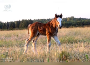 Cob Irlandese / Tinker / Gypsy Vanner, Stallone, Puledri (06/2026), 135 cm, Baio