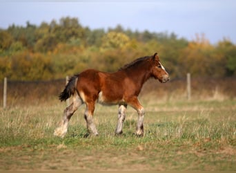 Cob Irlandese / Tinker / Gypsy Vanner, Stallone, Puledri (06/2026), 135 cm, Baio
