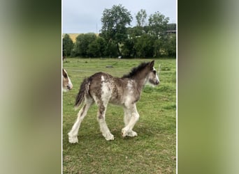 Cob Irlandese / Tinker / Gypsy Vanner, Stallone, Puledri (01/2026), 150 cm, Sabino