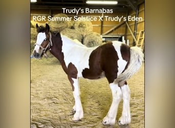 Cob Irlandese / Tinker / Gypsy Vanner, Stallone, Puledri (05/2025), 152 cm, Baio ciliegia