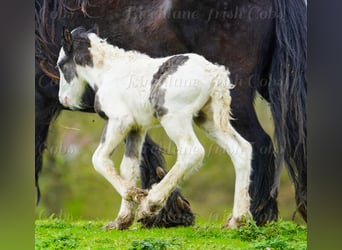 Cob Irlandese / Tinker / Gypsy Vanner, Stallone, Puledri (01/2026), 155 cm