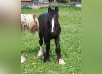 Cob Irlandese / Tinker / Gypsy Vanner, Stallone, , 155 cm, Morello