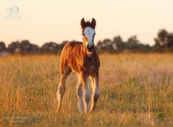 Cob Irlandese / Tinker / Gypsy Vanner, Stallone, Puledri (06/2026), Baio