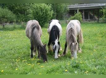 Cob Irlandese / Tinker / Gypsy Vanner, Stallone, 