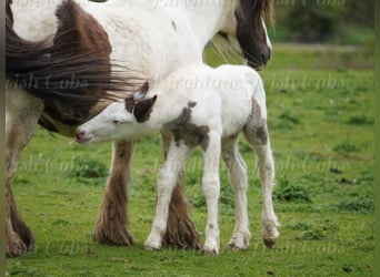 Cob Irlandese / Tinker / Gypsy Vanner, Stallone, Puledri (01/2026)