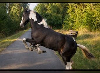 Cob Irlandese / Tinker / Gypsy Vanner, Stallone, Puledri (04/2026)