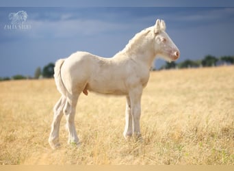 Cob Irlandese / Tinker / Gypsy Vanner, Stallone, Puledri (01/2026), Cremello