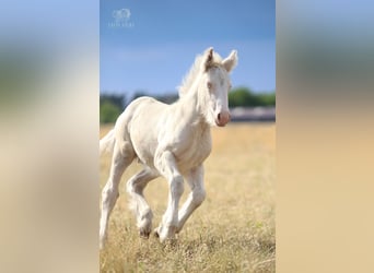 Cob Irlandese / Tinker / Gypsy Vanner, Stallone, Puledri (01/2026), Cremello