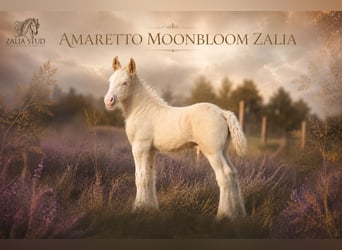 Cob Irlandese / Tinker / Gypsy Vanner, Stallone, Puledri (04/2026), Cremello