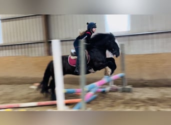Cob, Jument, 10 Ans, 140 cm, Bai