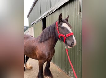 Cob, Jument, 10 Ans, 140 cm, Bai