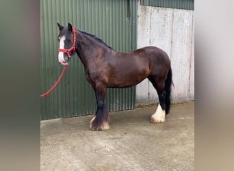 Cob, Jument, 10 Ans, 140 cm, Bai