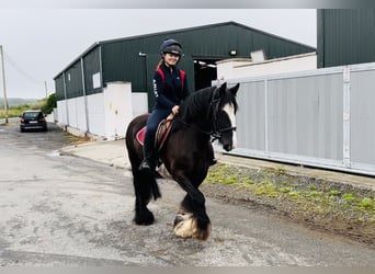 Cob, Jument, 10 Ans, 140 cm, Bai
