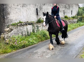 Cob, Jument, 10 Ans, 140 cm, Bai